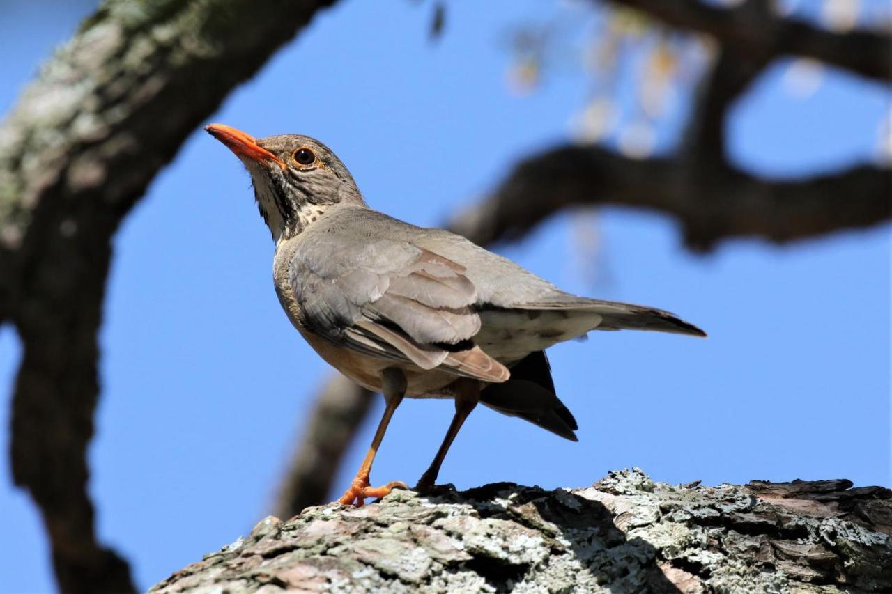 Birds Babble Self Catering Ξενοδοχείο Νέλσπρουιτ Εξωτερικό φωτογραφία