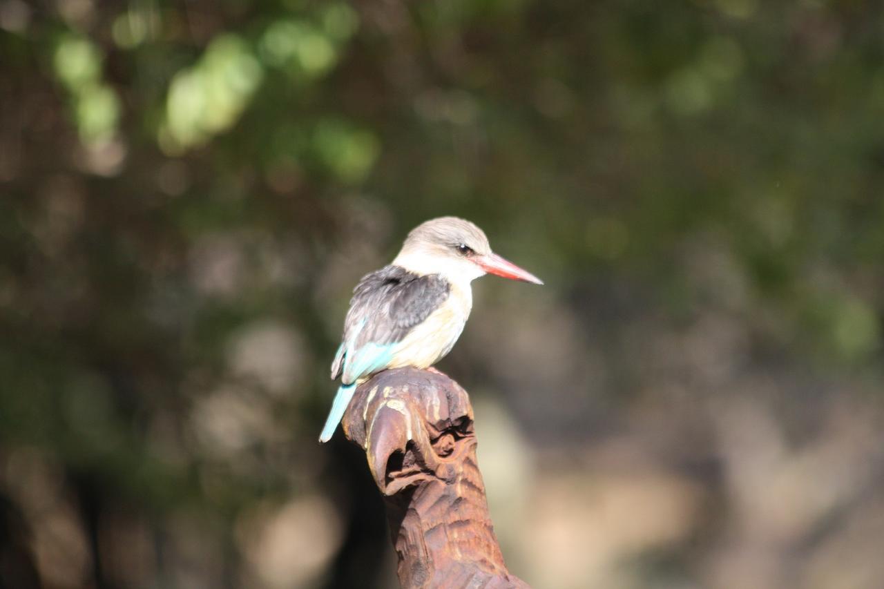 Birds Babble Self Catering Ξενοδοχείο Νέλσπρουιτ Εξωτερικό φωτογραφία